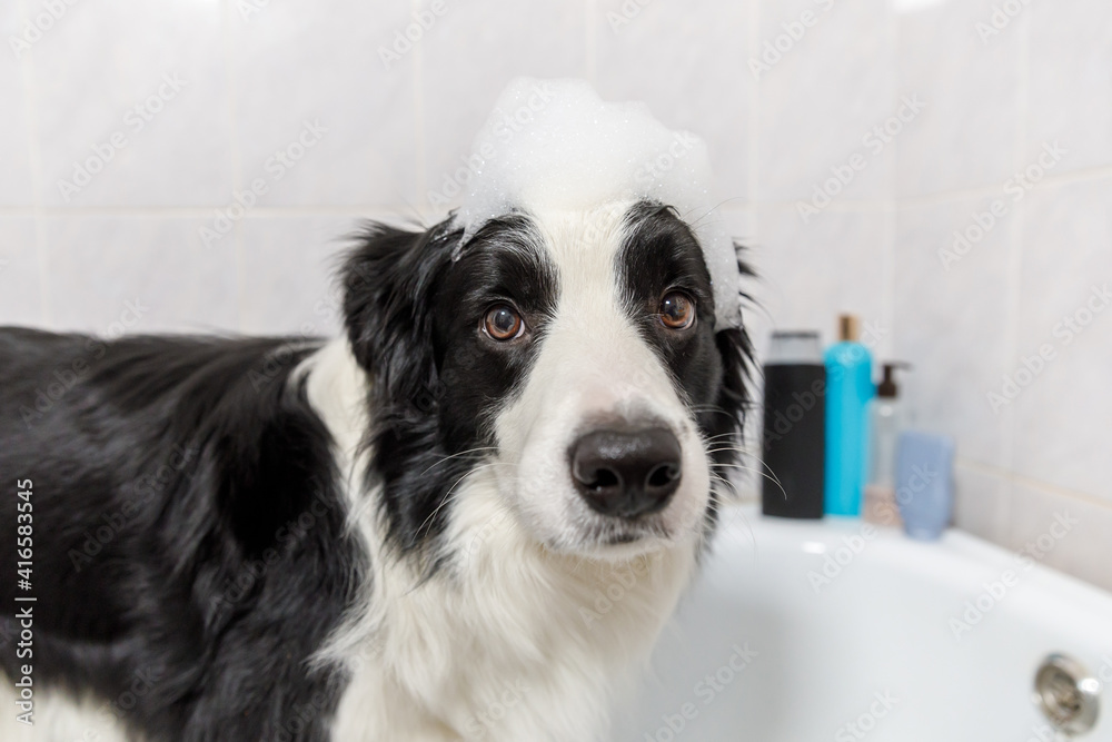 weggooien blootstelling Kaap Funny indoor portrait of puppy dog border collie sitting in bath gets  bubble bath showering with