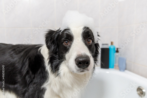 Funny indoor portrait of puppy dog border collie sitting in bath gets bubble bath showering with shampoo. Cute little dog wet in bathtub in grooming salon. Clean dog with funny foam soap on head.