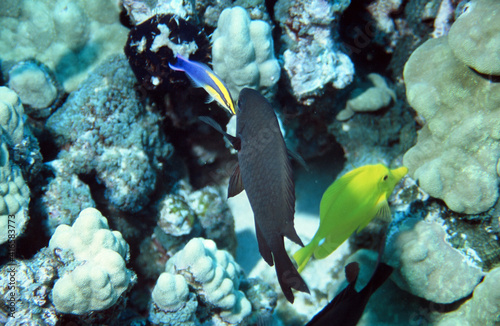 Cleaner Wrasse with Fish on a Reef in Hawaii Eating parasites off of Fish at Its Cleaning Station photo