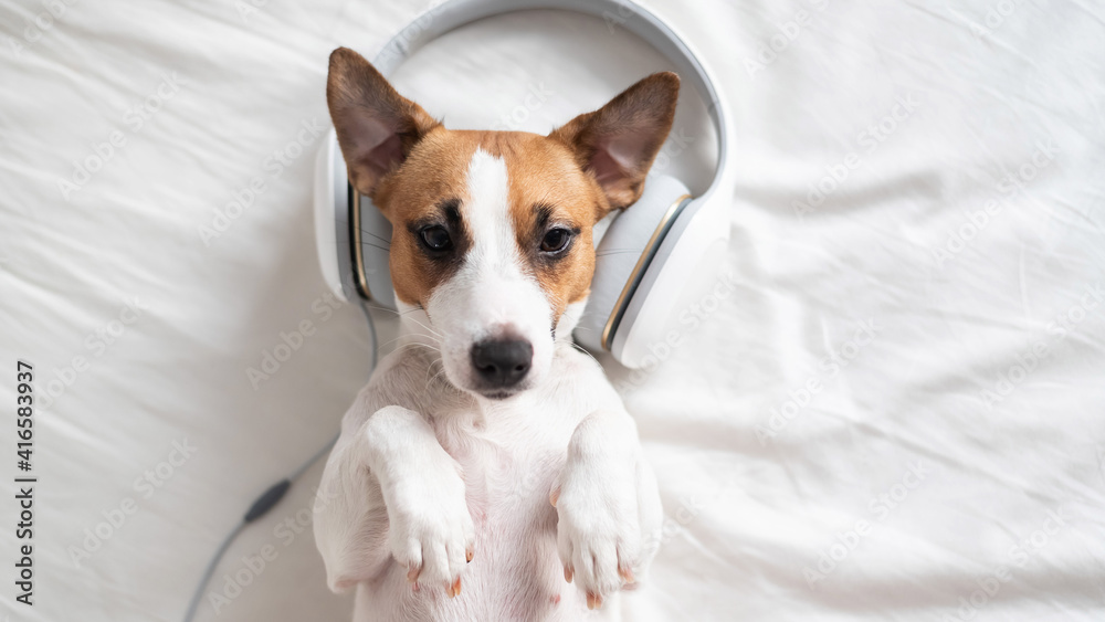 Cute dog jack russell terrier lies on his back on the bed and listens to music on headphones. Cute dog jack russell terrier lies on his back on the bed and listens to music on headphones.