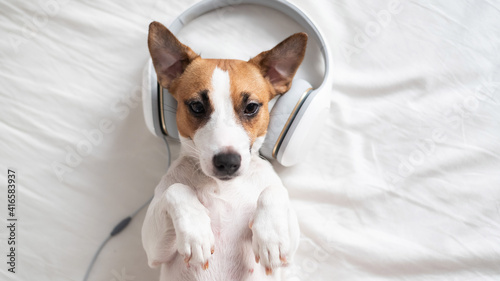 Cute dog jack russell terrier lies on his back on the bed and listens to music on headphones.