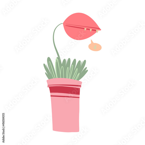Large Venus Flytrap cartoon flat vector. Carnivorous Plants in a pink ceramic flower pot illustration. Araflora, exotic flower Dionaea Muscipula clip art. Object isolated on white background