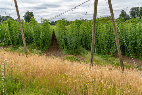 A hop field near Mt Angel, Oregon.  Hops are the flowers of the hop plant Humulus lupulus. They are used primarily as a bittering, flavouring, and stability agent in beer photo