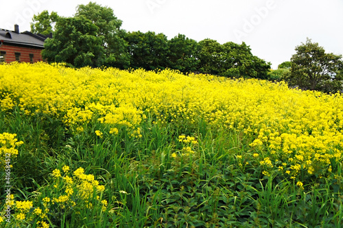 Blooming field of yellow flowers of rapeseed or rocket and red brick building behind, yellow rocketcress, spring bloom, Brassica napus