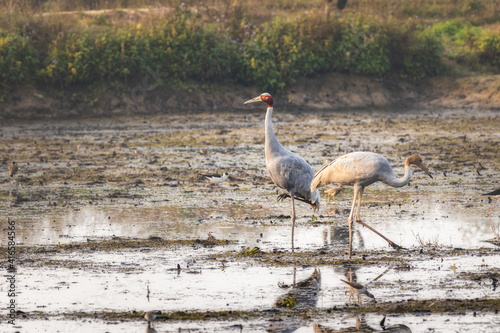 The sarus crane is a large nonmigratory crane found in parts of the Indian subcontinent  Southeast Asia  and Australia
