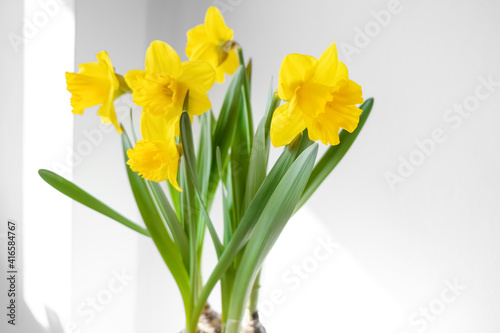 Yellow Narcissus or daffydowndilly flowers. Springtime. Authentic photo. Women's day, mother's day. © Karyna