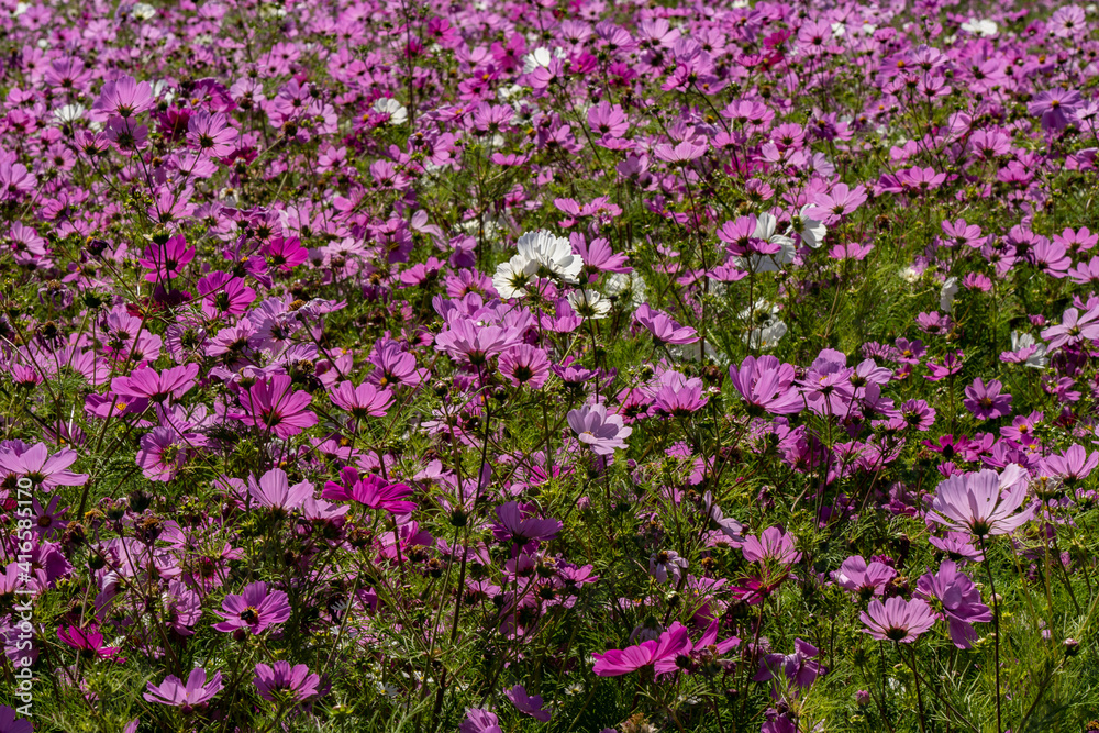 A closeup of a field of garden cosmos flowers, near Silverton, Oregoncosmos