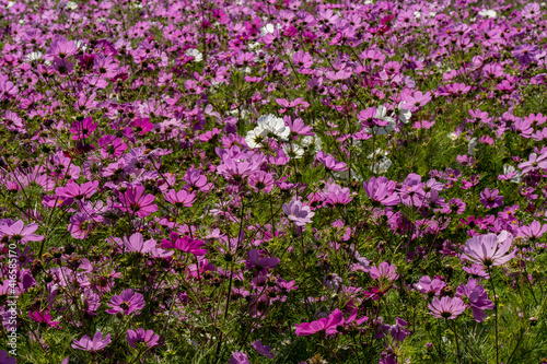 A closeup of a field of garden cosmos flowers, near Silverton, Oregoncosmos