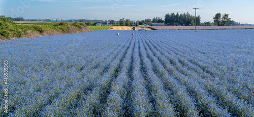 Migrant workers hoeing weeds in a field of velvet stickseed flowers near Silverton, Oregon photo