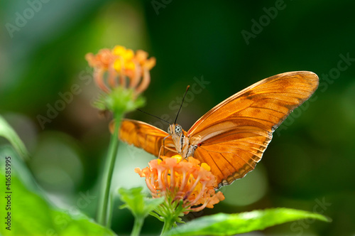 Tropical Butterfly Julia Heliconian Dryas Iulia , Nymphalidae