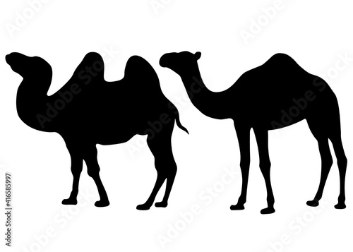 Big camels in the set. Vector image.