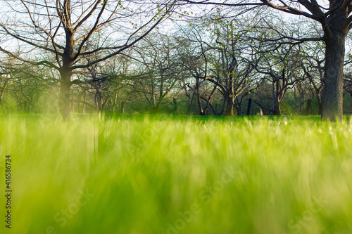 Green grass under rays of sun