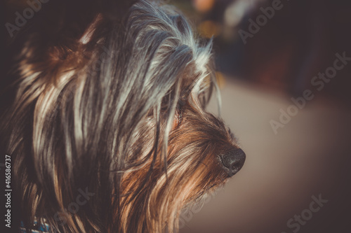 Macro shot of dog nose. Dog nose