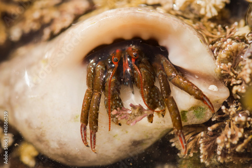 A hermit crab emerging from its shell photo