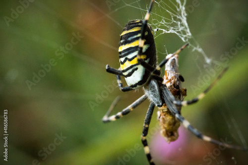 A large wasp spider with prey in its web photo