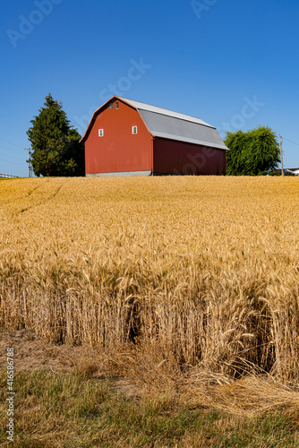 A red barn and a wheat field ready for harvest near Silverton, Oregon