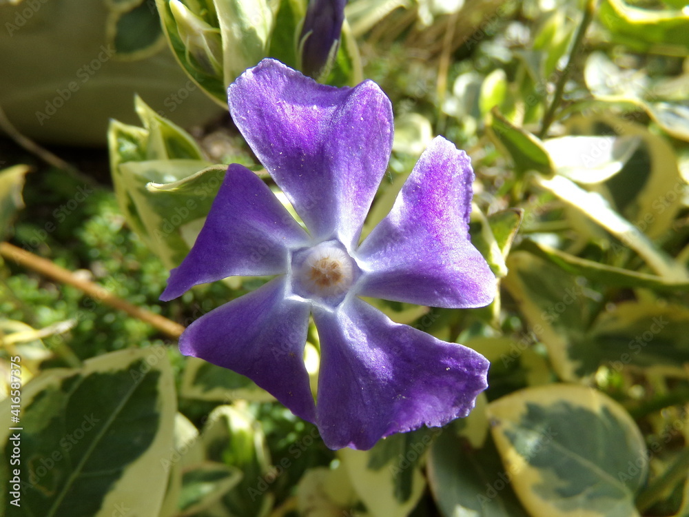 Fototapeta premium pervenche