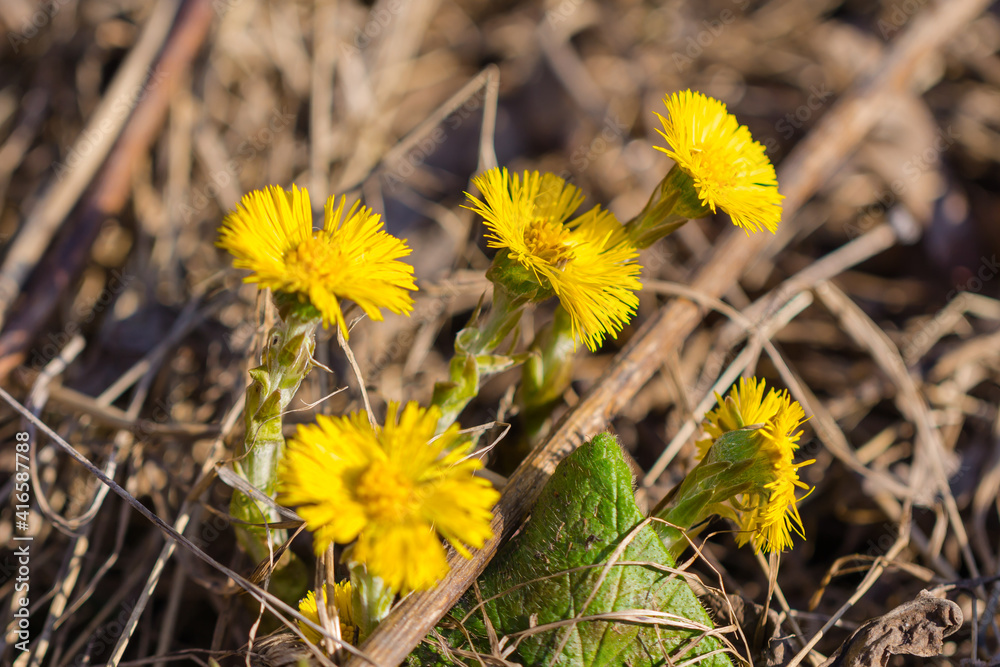 Coltsfoot flowers in the forest Coltsfoot flowers in the forest