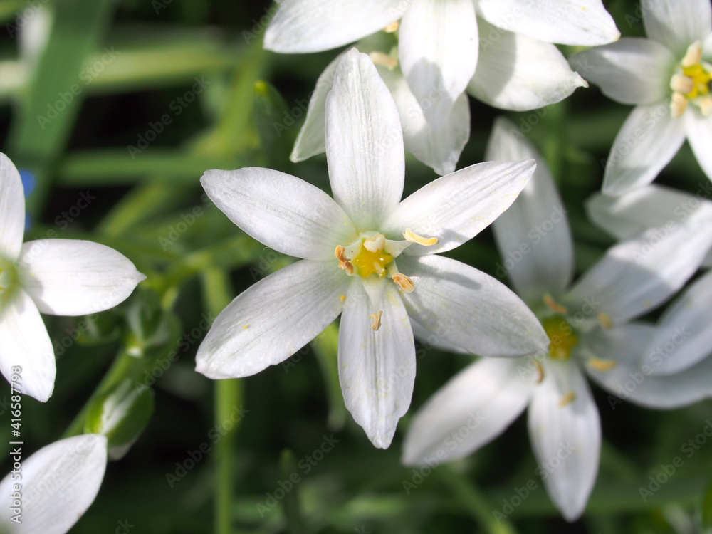 Small white petals of the flowering ornithogalum flowers. Close-up. Small white petals of the flowering ornithogalum flowers. Close-up.