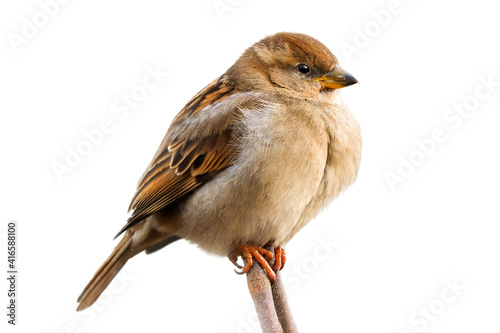 Sparrow bird perched on tree branch. House sparrow female songbird (Passer domesticus) sitting singing perched on brown wood branch twig isolated white background. Sparrow bird wildlife.