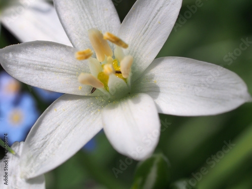 Small white petals of the flowering ornithogalum flowers. Close-up.