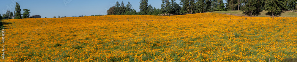 A panoramic view of a field of California Poppies near Mt Angel, Oregon