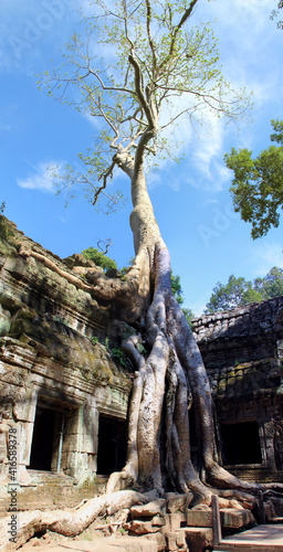 Forest and ruins of Ta Phrom temple in Cambodia