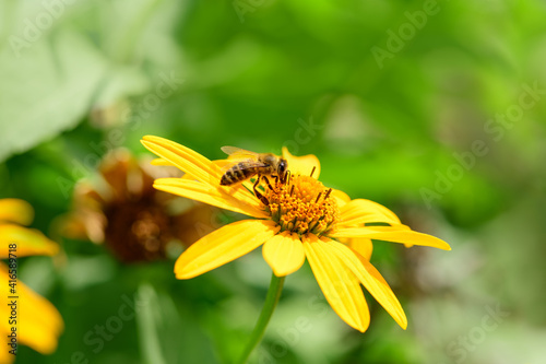 Bee and flower. Close up of a  striped bee collecting pollen on a yellow flower on a Sunny bright day. A bee collects honey from a flower. Macro photography. Summer and spring backgrounds