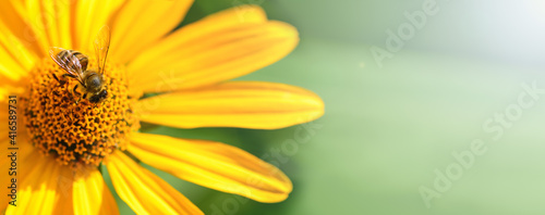 Bee and flower. Banner. Close up of a  striped bee collecting pollen on a yellow flower on a Sunny bright day. A bee collects honey from a flower. Summer and spring backgrounds