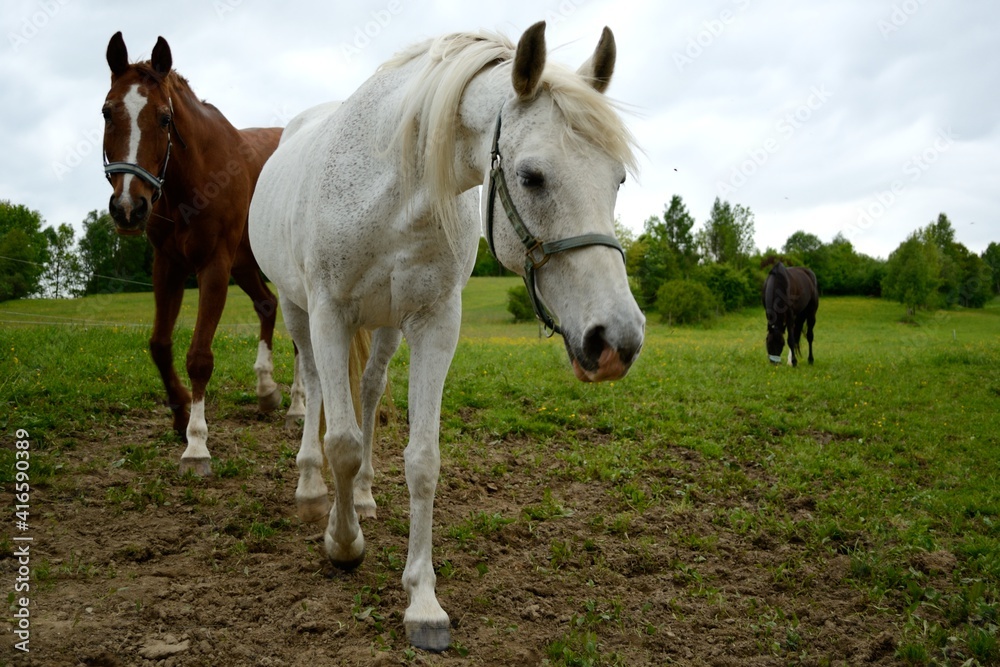 Different Breeds Of Horses In The Pasture Different Breeds Of Horses In The Pasture