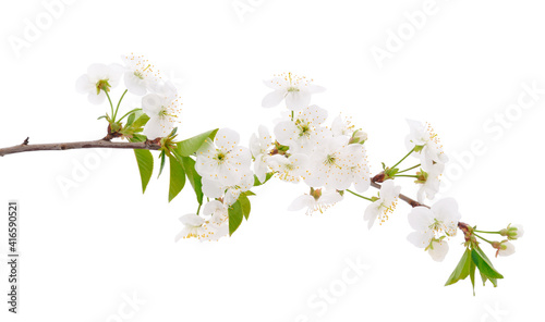 Flowering branch of cherry.