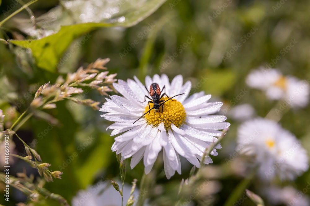 white daisy flower and insect blooms in the garden white daisy flower and insect blooms in the garden