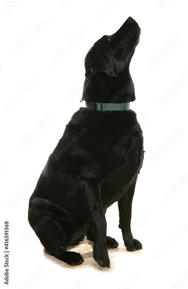 Black labrador Black labrador