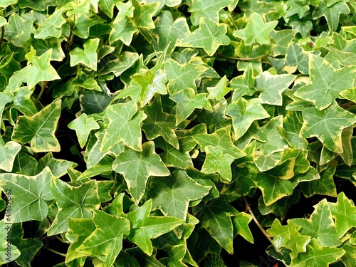 Hedera algeriensis, the Algerian ivy, is a species of evergreen ivy. It is a vigorous, large evergreen climber, self-clinging by aerial roots. Green leaves, plant. 