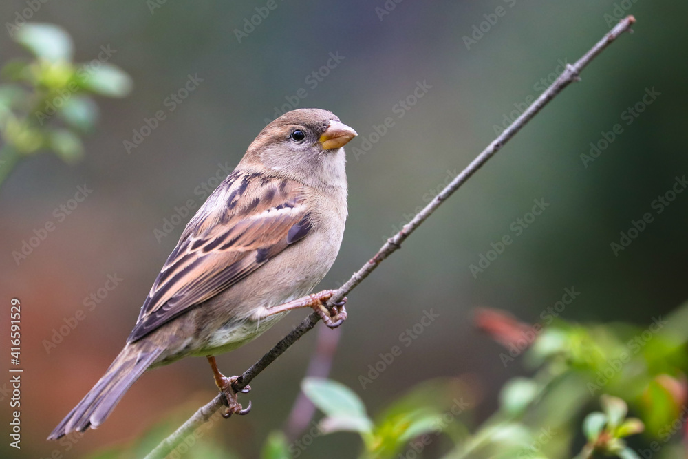 Sparrow bird perched sitting on tree stick branch. Female house sparrow songbird (Passer domesticus) sitting and singing on bush tree branch amidst green background close up photo. Bird wildlife scene