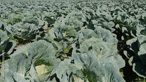 cabbage field in the spring