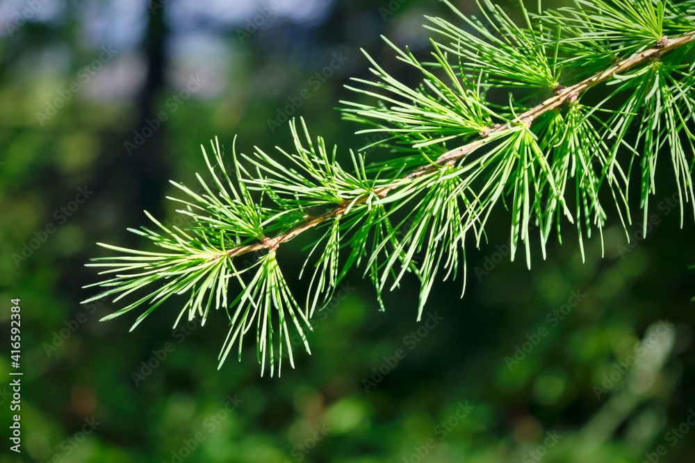 Larch branch with young bright green needles on a blurred natural background. Larch branch with young bright green needles on a blurred natural background.