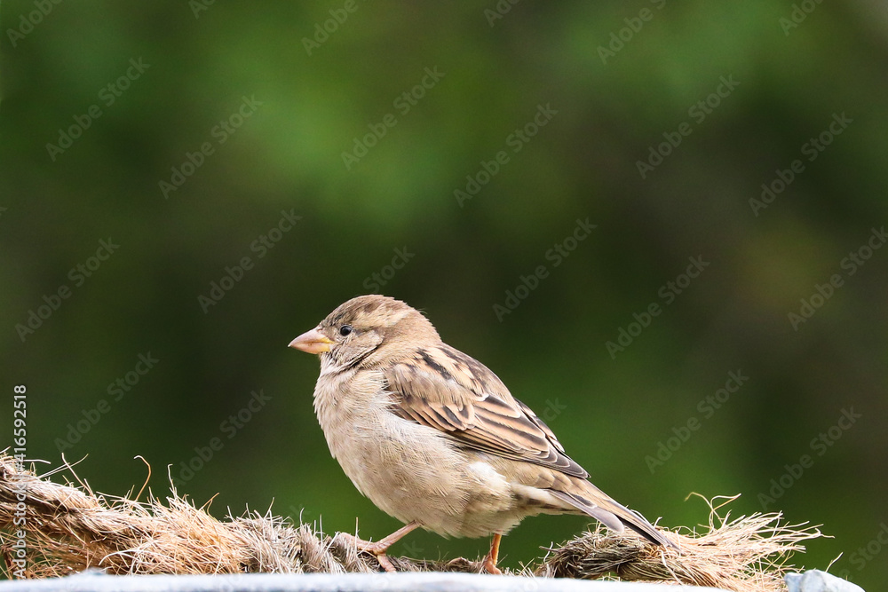 Fototapeta premium Sparrow bird perched sitting on tree nest with rope. Female house sparrow songbird (Passer domesticus) sitting and singing on tree nest amidst green background close up photo. Bird wildlife scene.