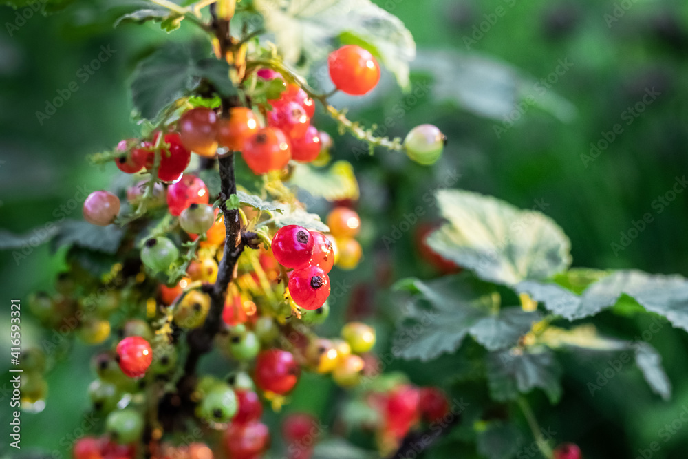 Red currant bush with berries during ripening