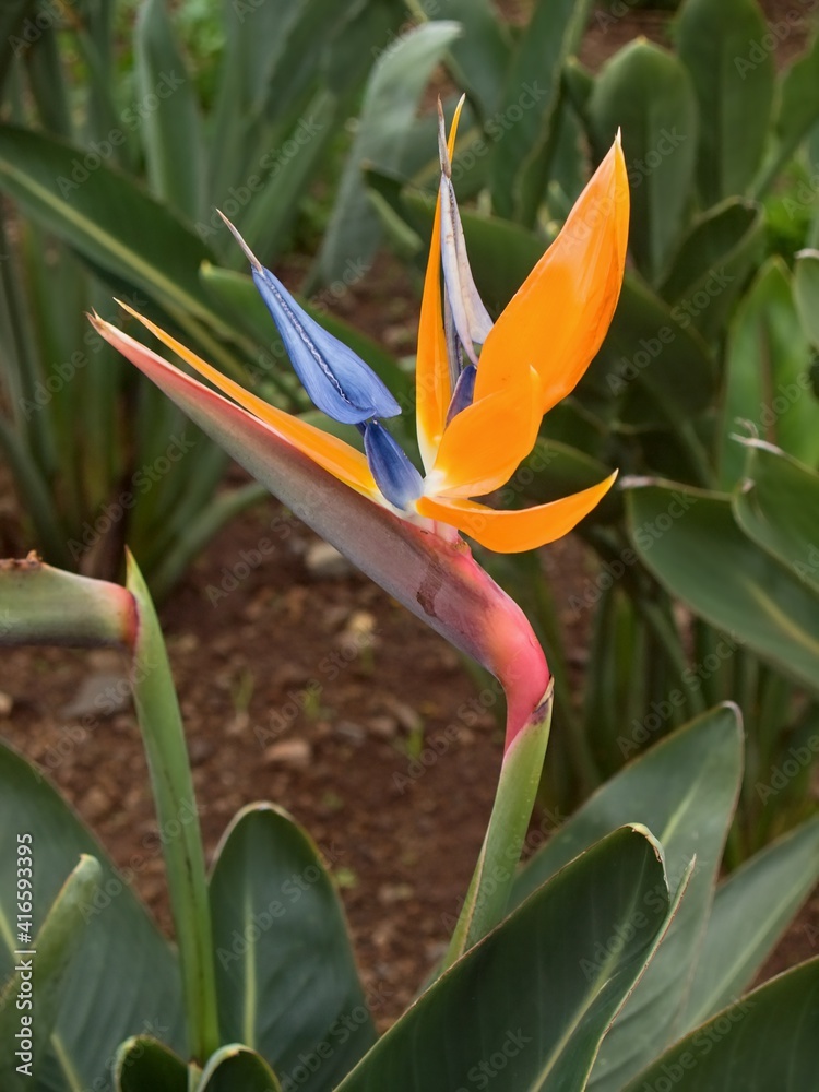 Strelitzia with the wonderful flower Strelitzia with the wonderful flower