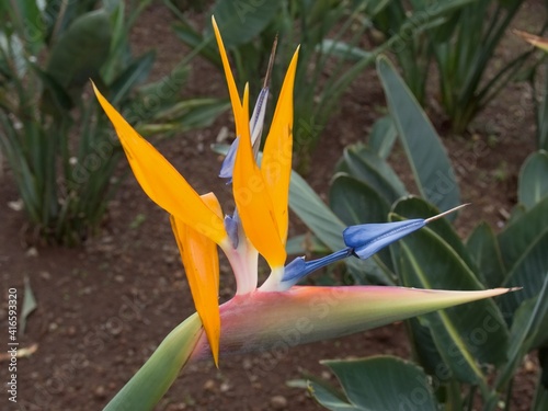 Wonderful strelitzia flower photo