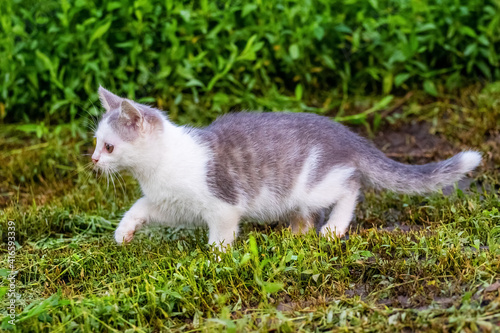 A small cat in the garden runs on the grass