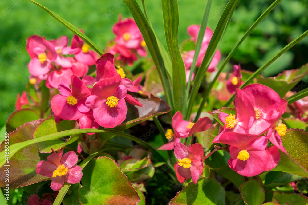 Fototapeta premium Pink begonias, USA