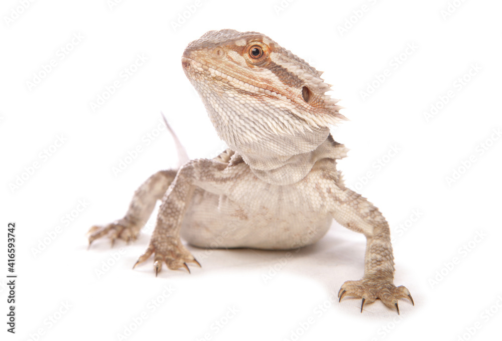 Obraz premium Bearded dragon