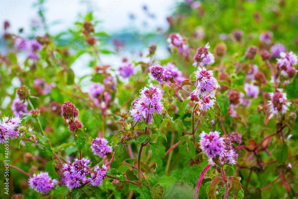 Thickets of wild purple flowers by the river
