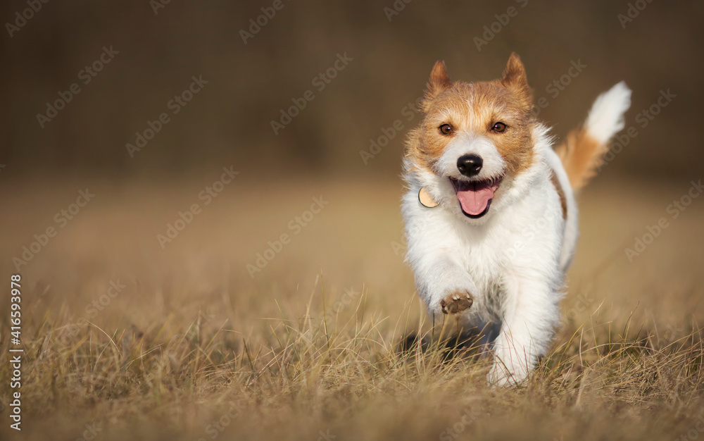 Playful happy healthy smiling dog puppy running in the grass. Spring, summer walking, pet training concept. Playful happy healthy smiling dog puppy running in the grass. Spring, summer walking, pet training concept.