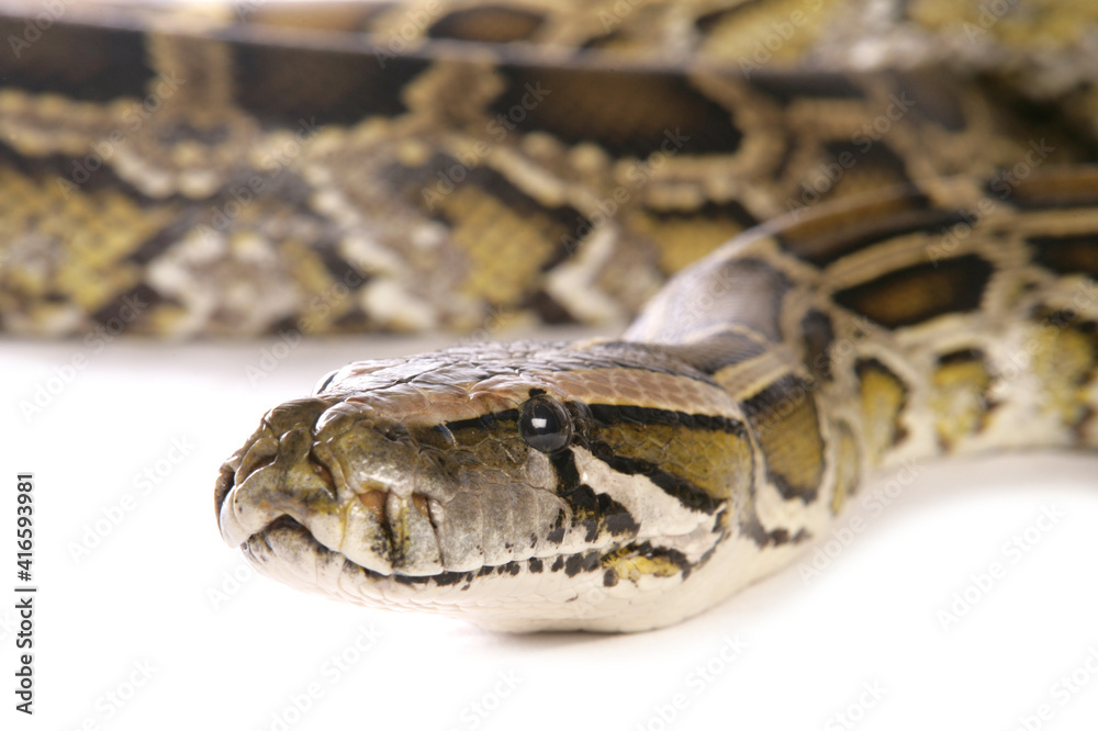 Boa constrictor snake Boa constrictor snake