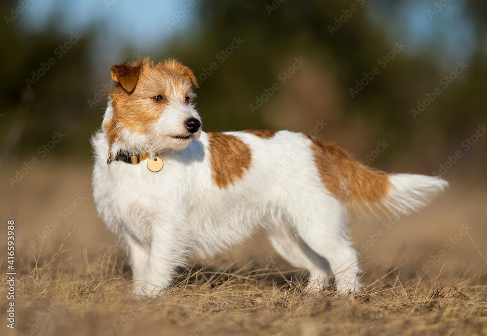 Beautiful obedient purebred jack russell terrier dog standing, listening in the grass. Spring, summer walking, pet training concept.