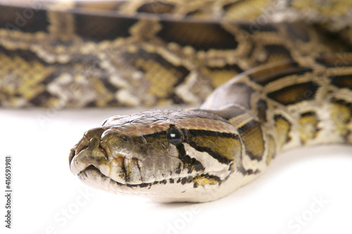 Boa constrictor snake