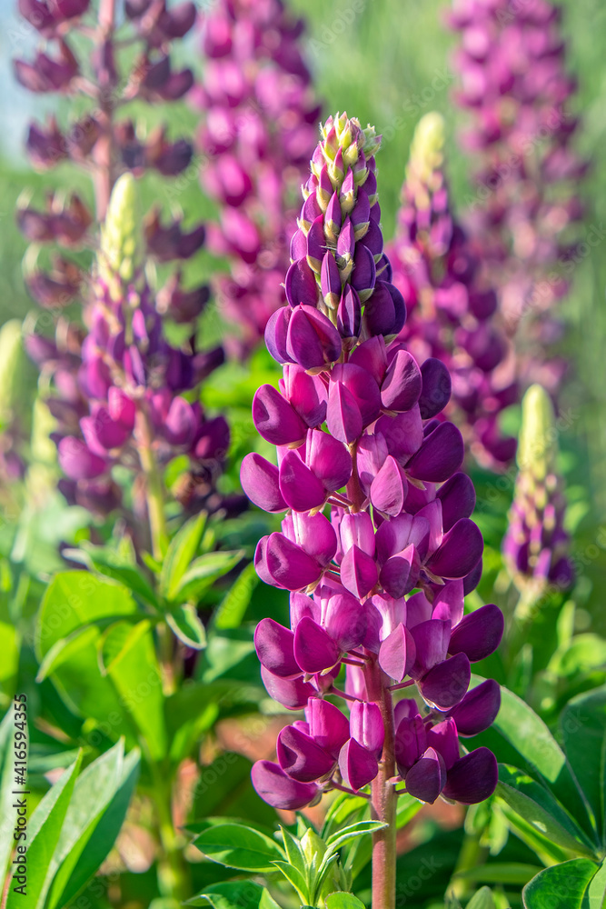 Purple Lupine, USA